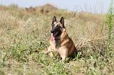 MALINOIS 339